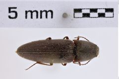 Foto (Dorsalansicht) von Melanotus gradatus (LeConte, 1866) (NHMW-ZOO-COL-0007790)